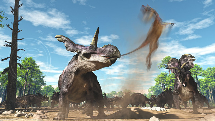 Медузацератопсы и дромеозаврид