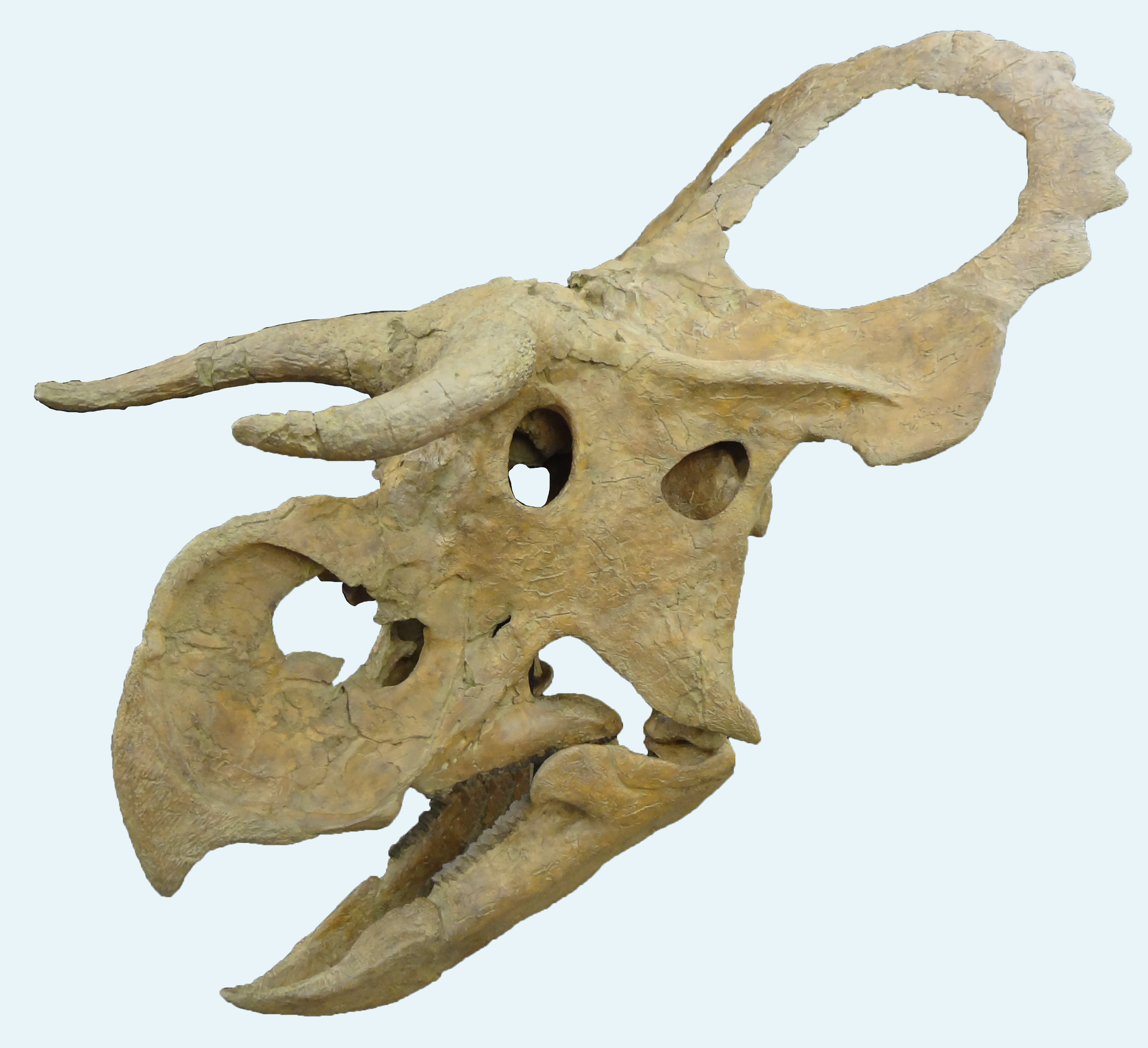 http://dinosaurs.afly.ru/ii/c/nasutoceratops-cherep-1.jpg