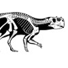 Скелет пситтакозавра