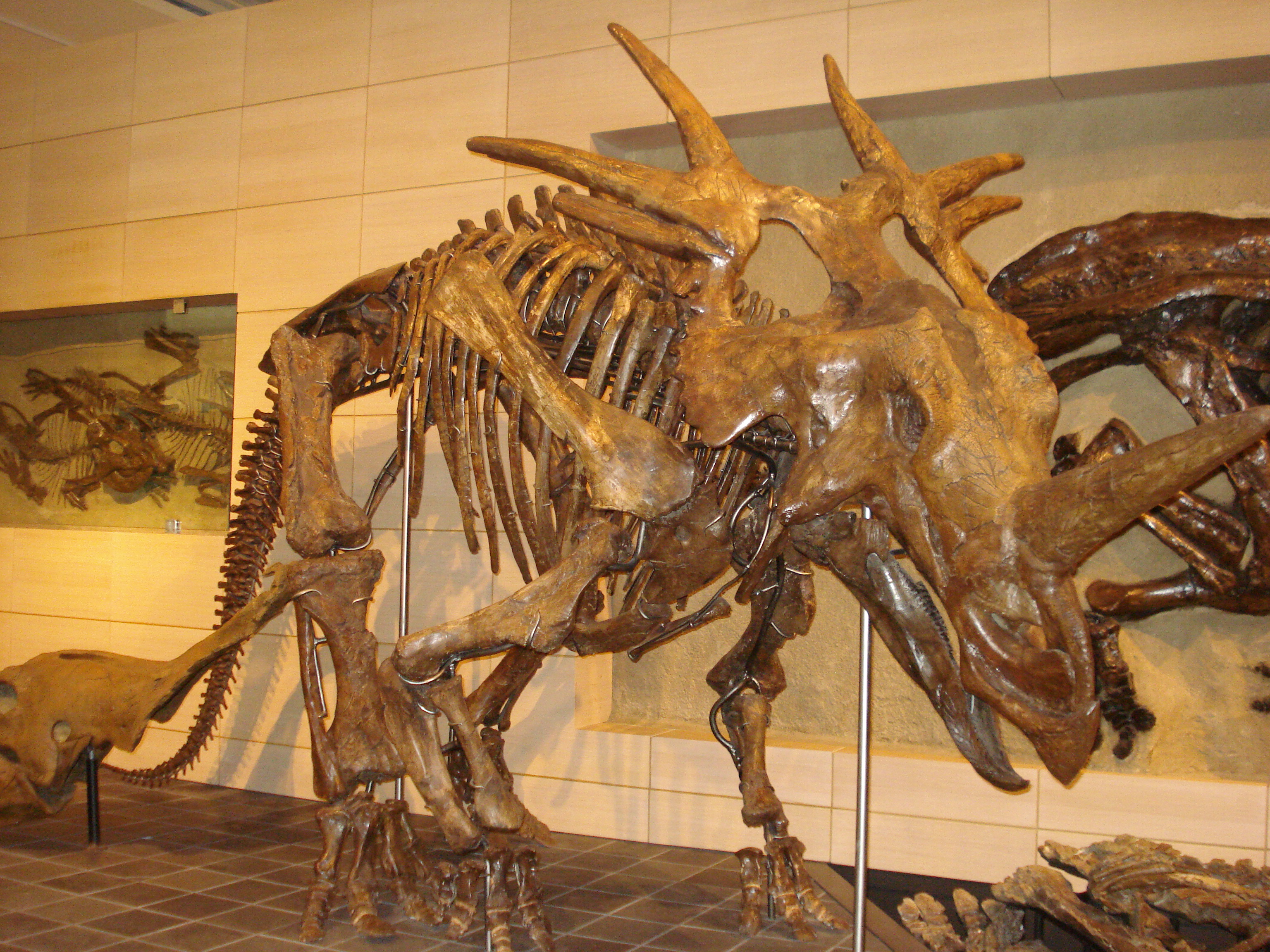 styracosaurus-skelet-1.jpg