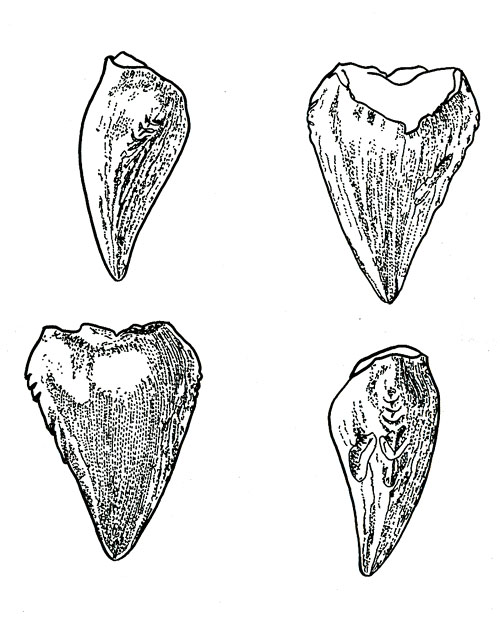 Зуб алокодона