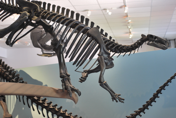 Скелет камптозавра