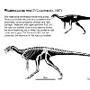 Скелет пизанозавра