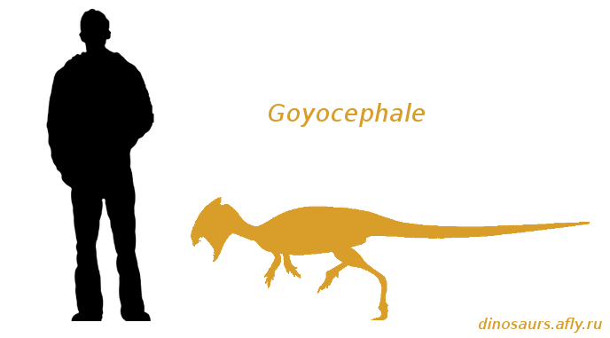 Goyocephale