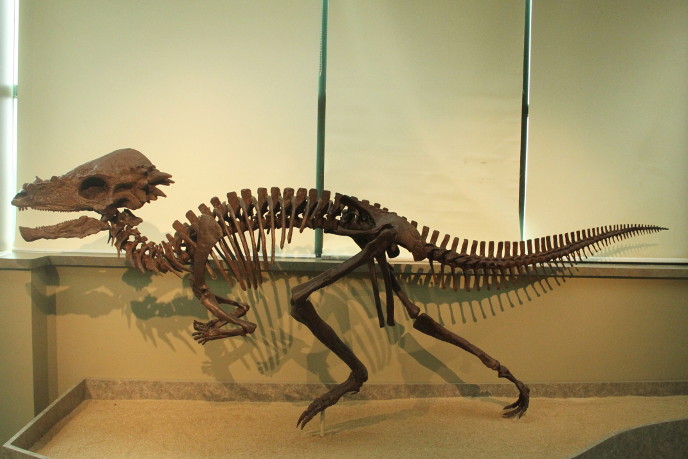 Пахицефалозавр