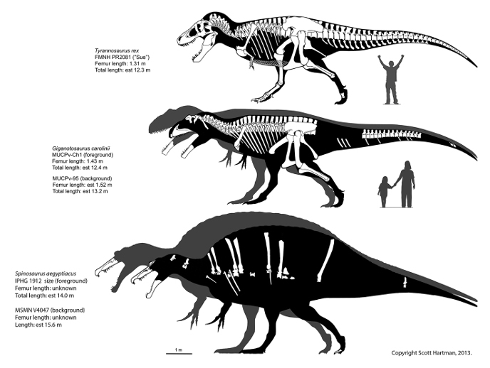 Cамые большие хищные динозавры