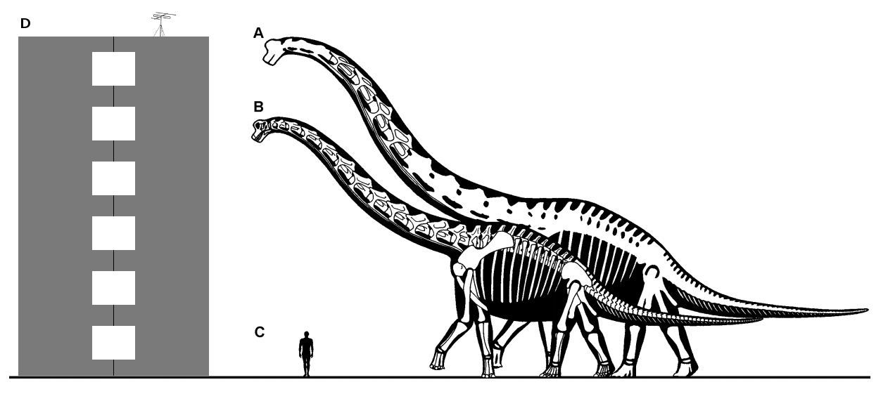 Самый высокий динозавр в мире – Самое высокое животное на Земле, рост  динозавров, высота, какое животное самое высокое на планете