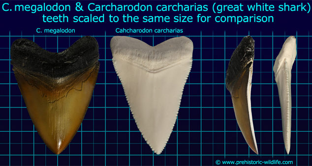 Зуб мегалодона и белой акулы