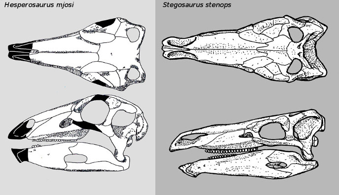 Черепа гесперозавра и стегозавра