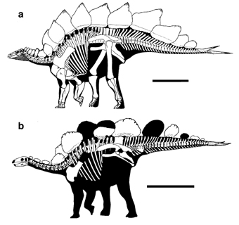 Скелеты гесперозавра и стегозавра