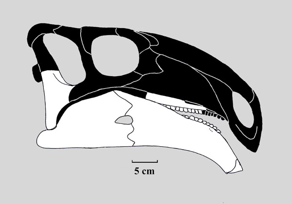 Череп цзянцзюнозавра