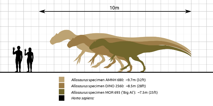 Размеры аллозавра