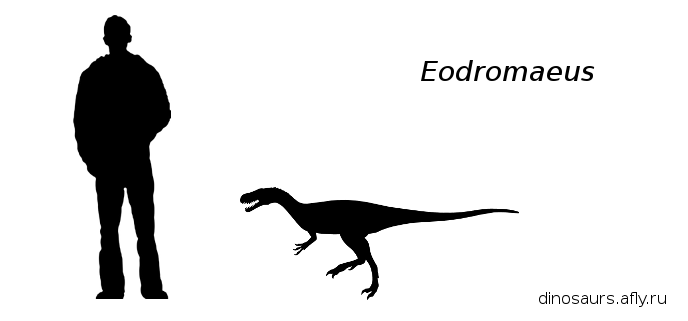 Eodromaeus