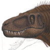Молодой тираннозавр