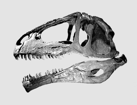 Череп гиганотозавра