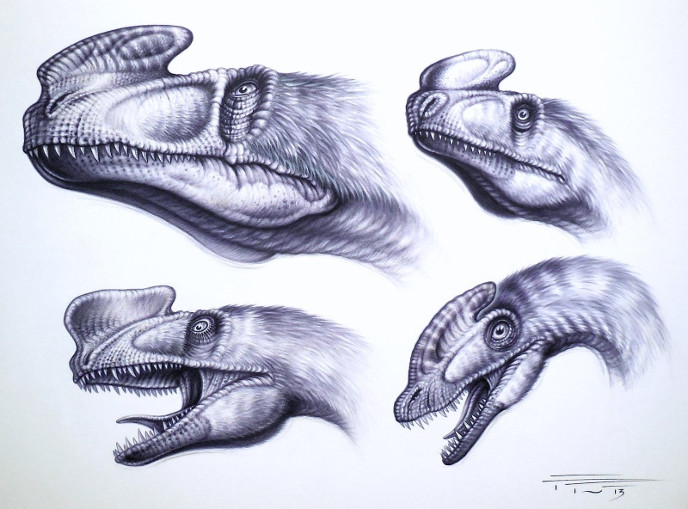 Синотиранн, килеск, процератозавр и гуанлонг