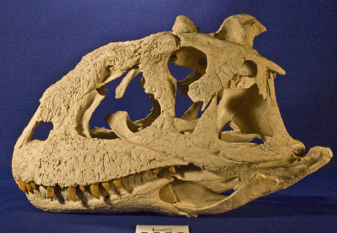 Майюнгазавр