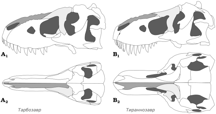 Отличия тарбозавра от тираннозавра