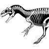 Скелет аллозавра