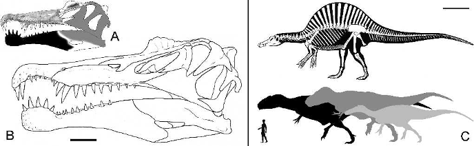 Череп и скелет спинозавра