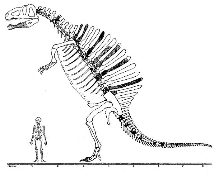 Первая реконструкция спинозавра