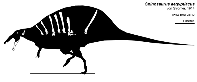 Реконструкция голотипа спинозавра