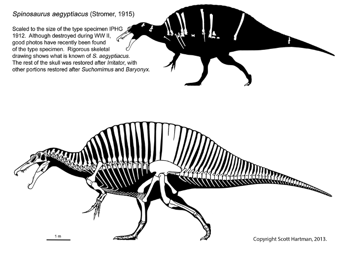Графическая реконструкция спинозавра с большим гребнем