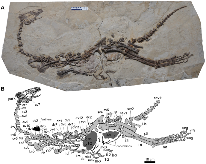 Скелет цзяньчанозавра