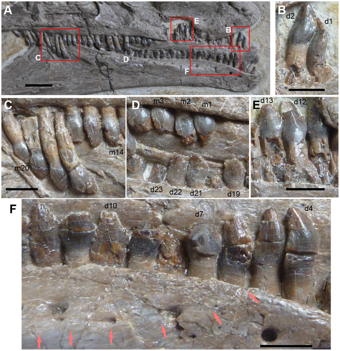 Зубы цзяньчанозавра