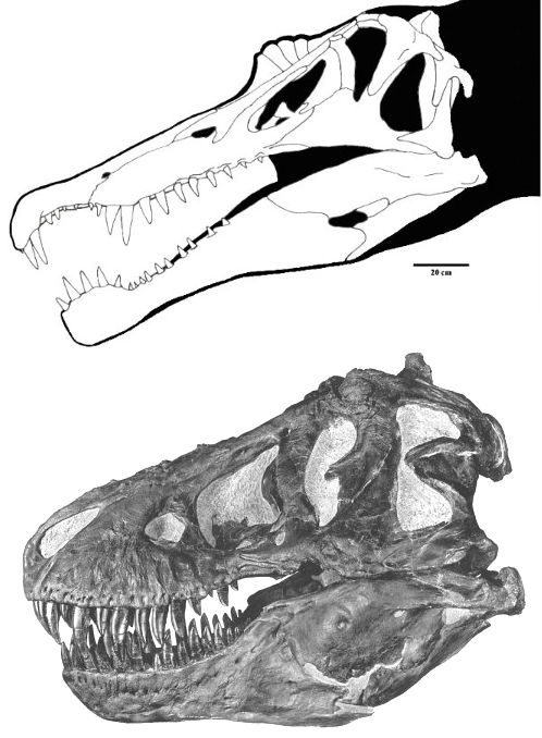 Тираннозавр против спинозавра