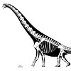 Скелет брахиозавра