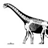 Скелет камаразавра