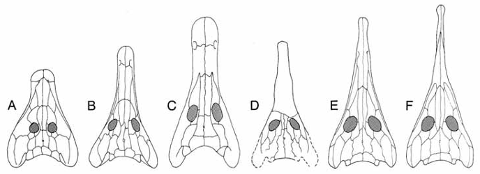Череп прионозуха и других архегозавридов